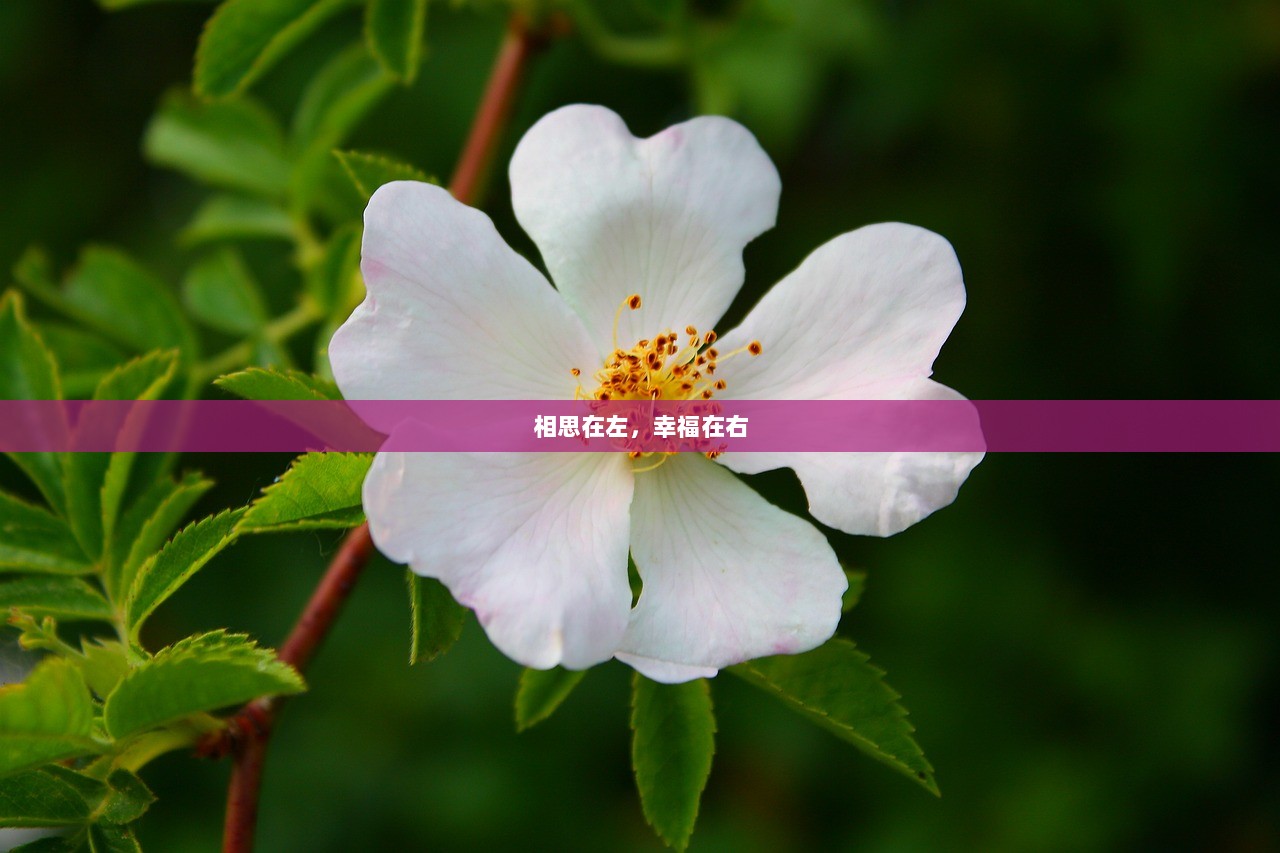 相思在左，幸福在右