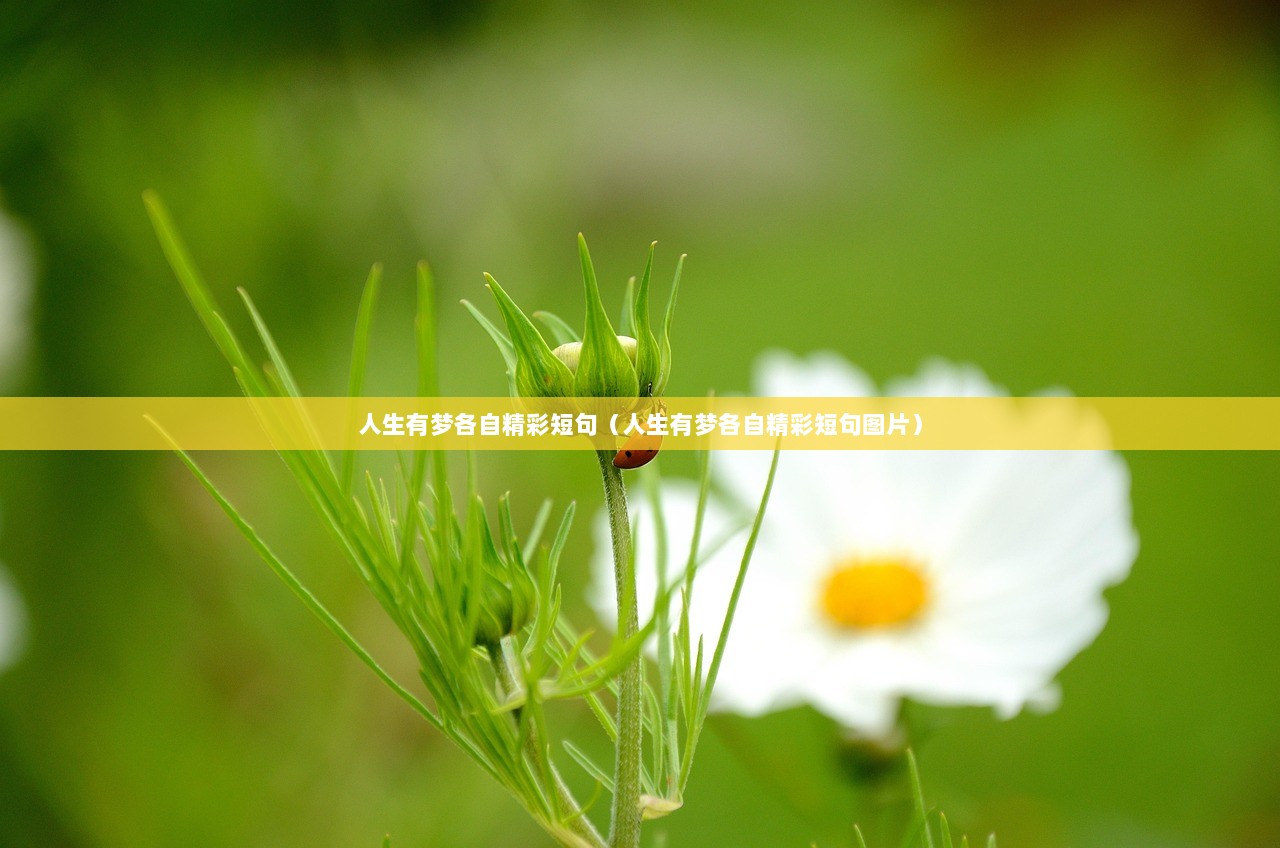 人生有梦各自精彩短句（人生有梦各自精彩短句图片）