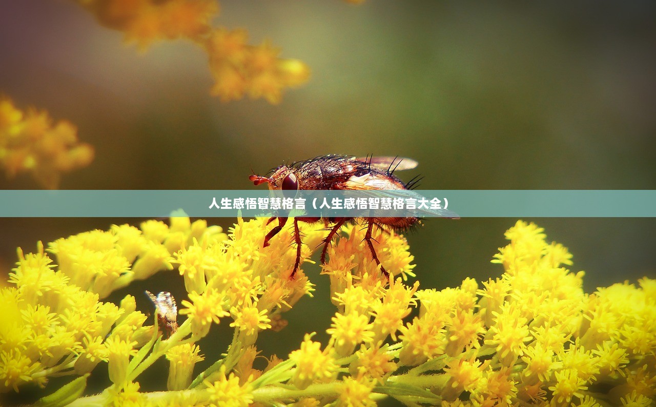 人生感悟智慧格言（人生感悟智慧格言大全）