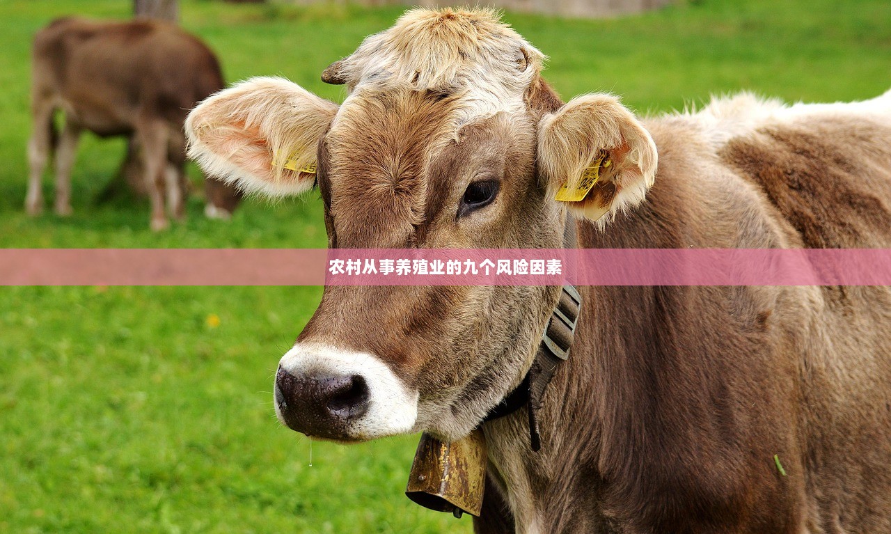 农村从事养殖业的九个风险因素