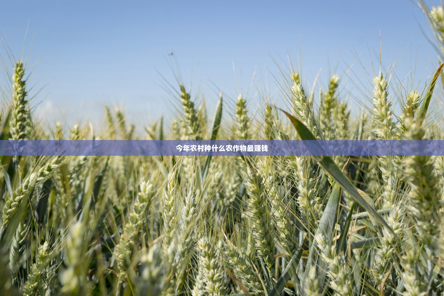 今年农村种什么农作物最赚钱