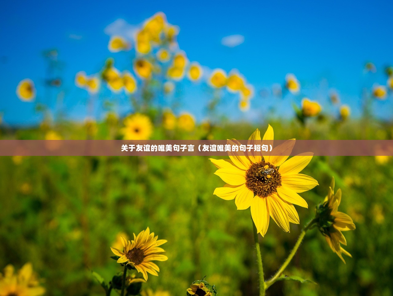 关于友谊的唯美句子言（友谊唯美的句子短句）
