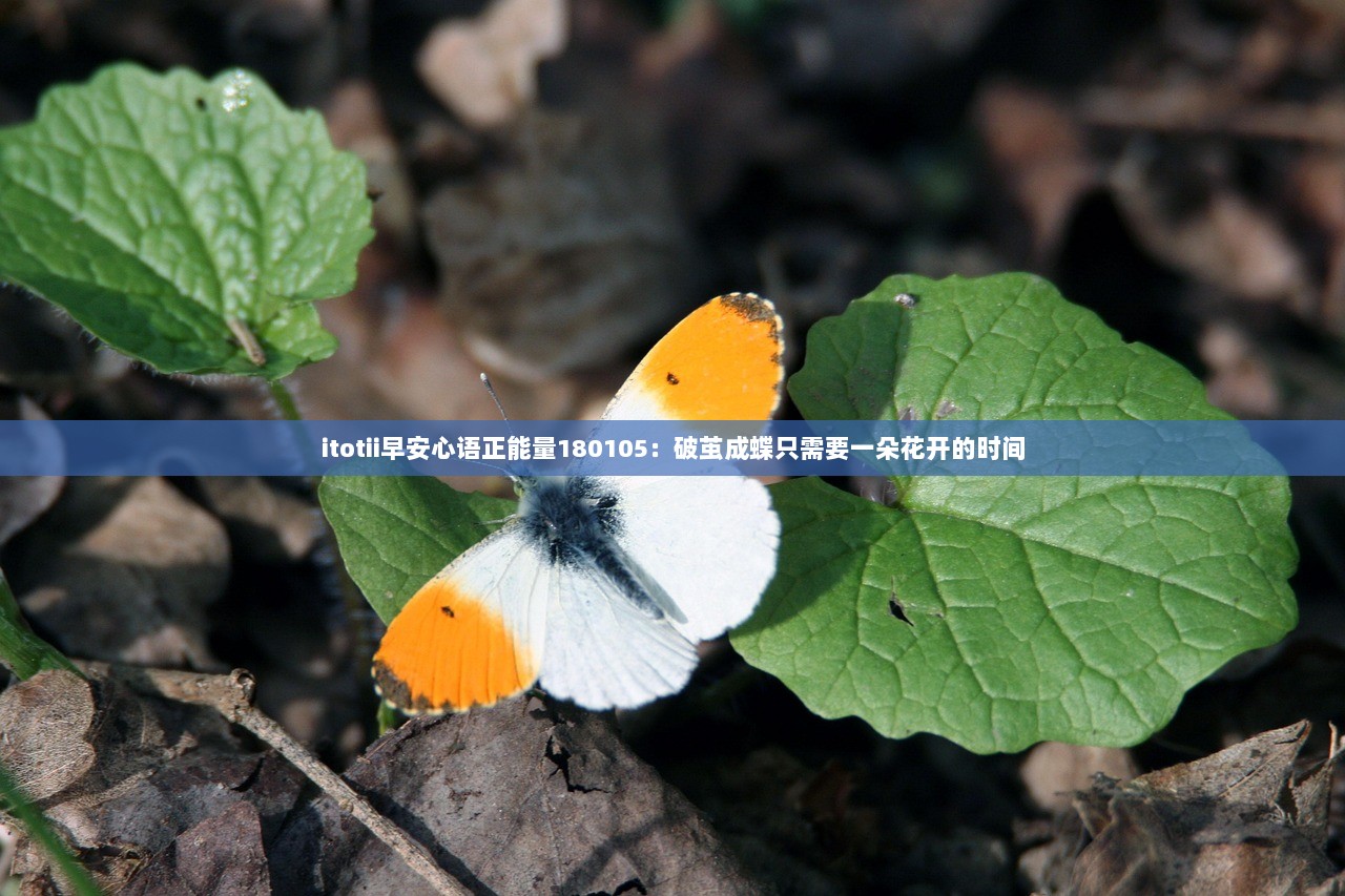 itotii早安心语正能量180105：破茧成蝶只需要一朵花开的时间