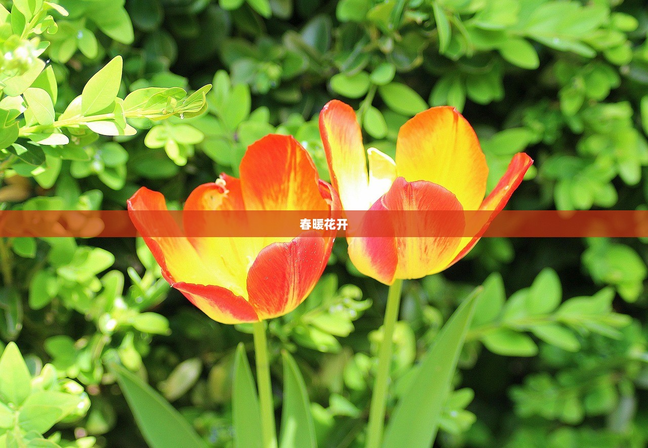 春暖花开  第1张