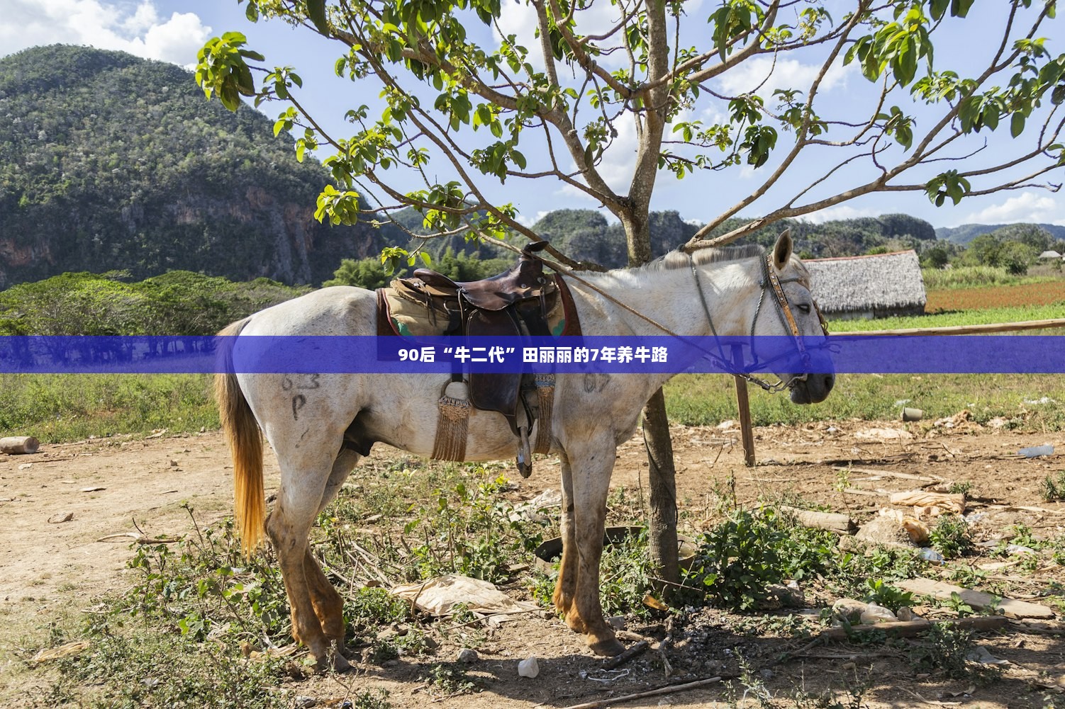 90后“牛二代”田丽丽的7年养牛路