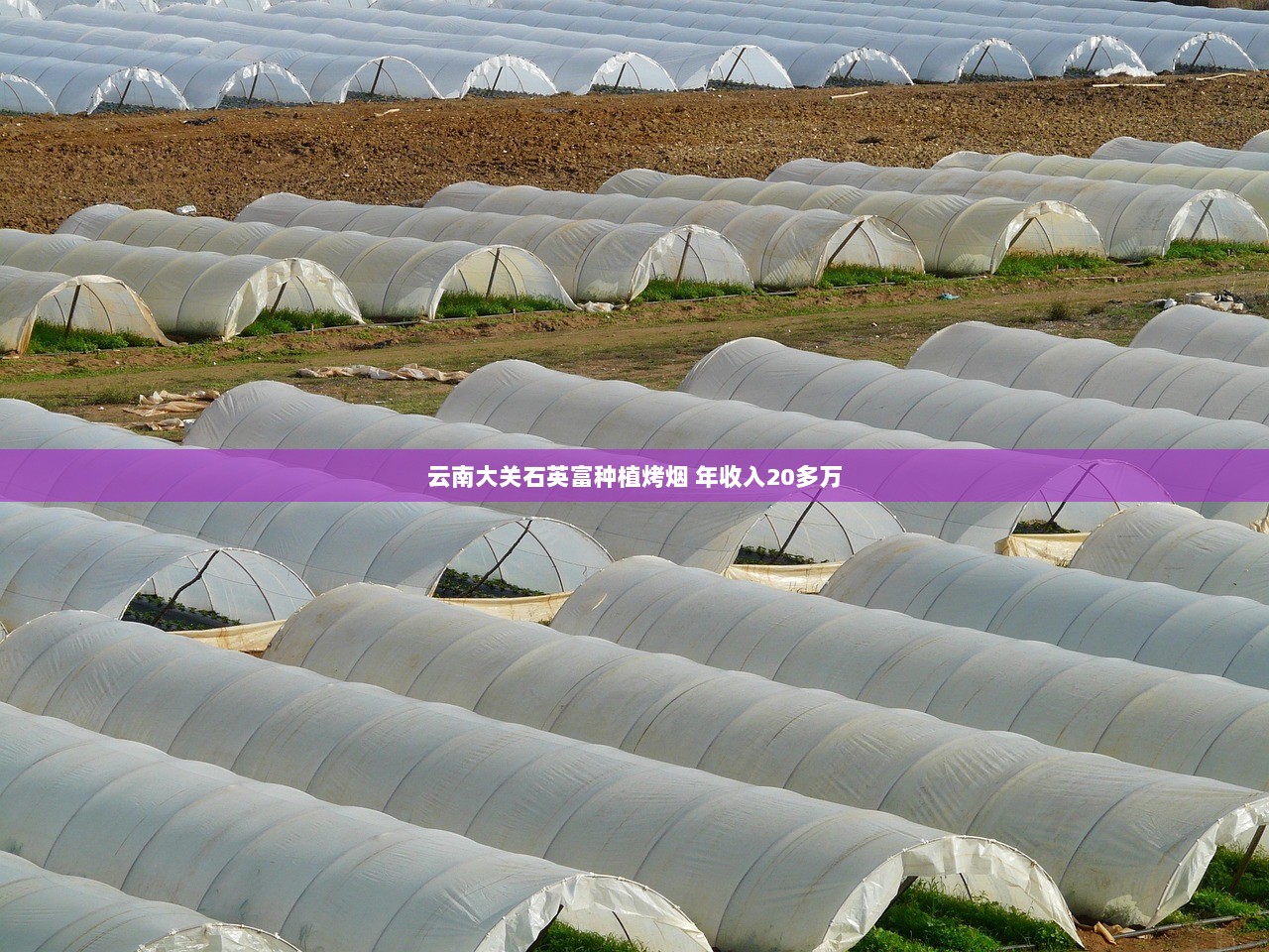 云南大关石英富种植烤烟 年收入20多万