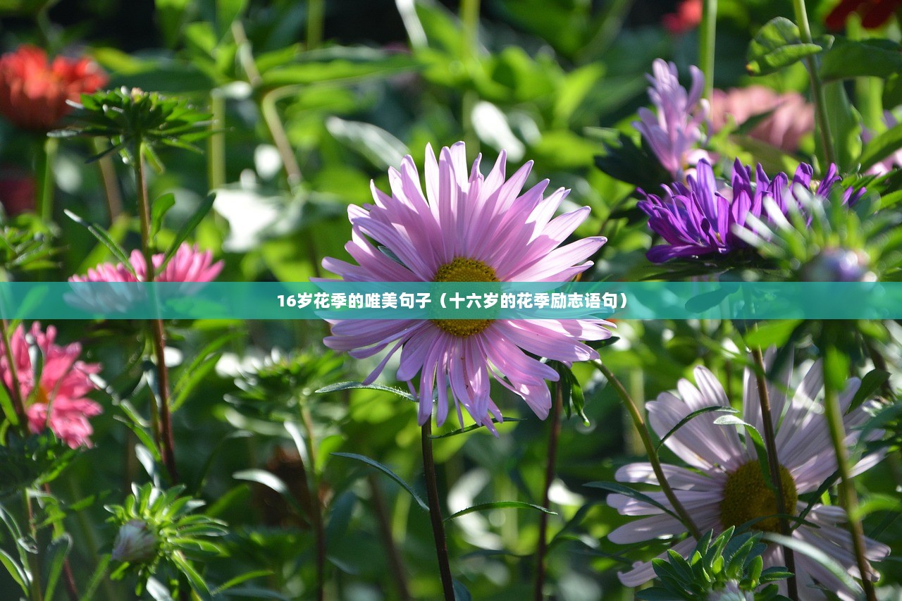 16岁花季的唯美句子（十六岁的花季励志语句）