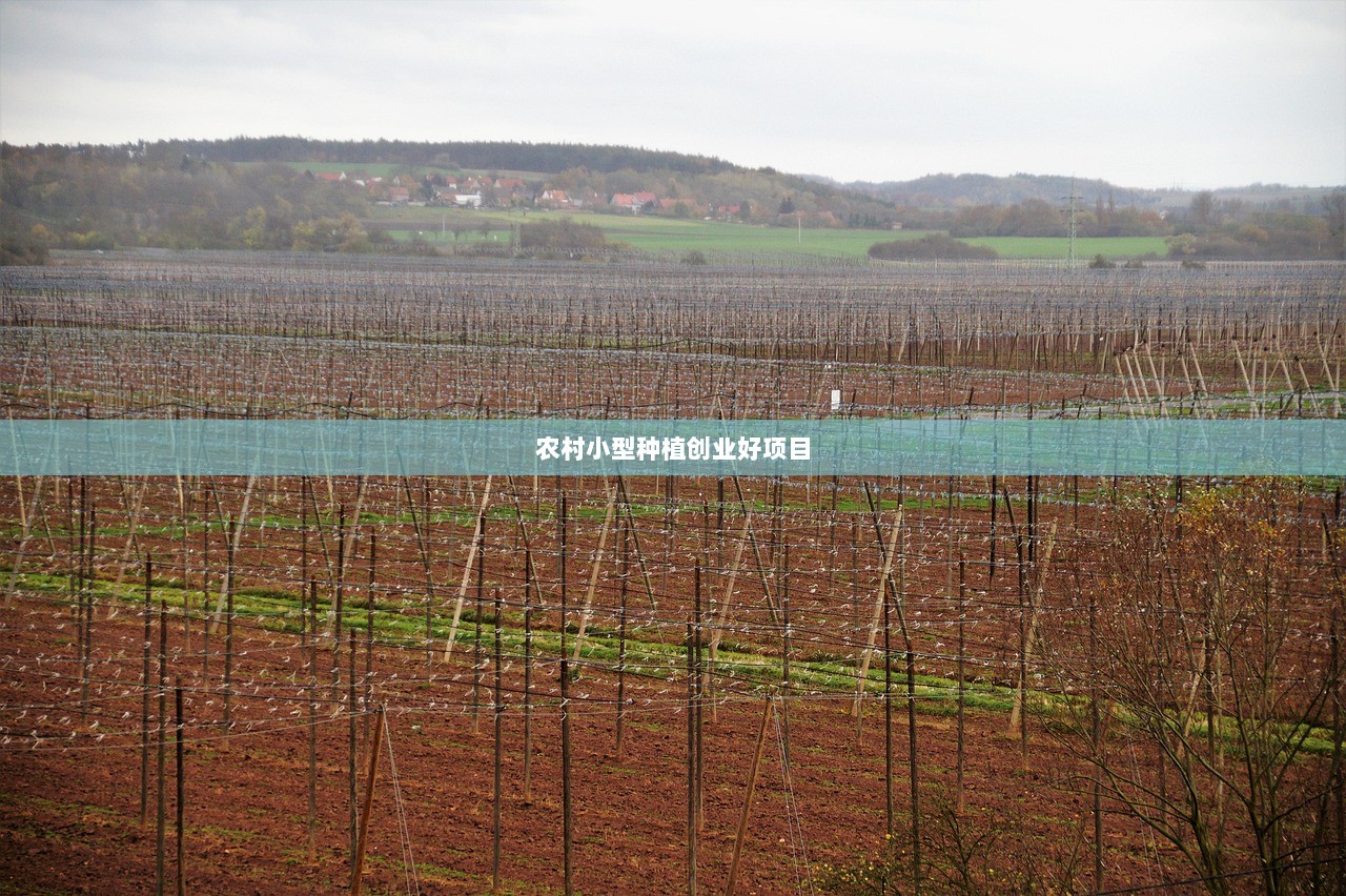 农村小型种植创业好项目