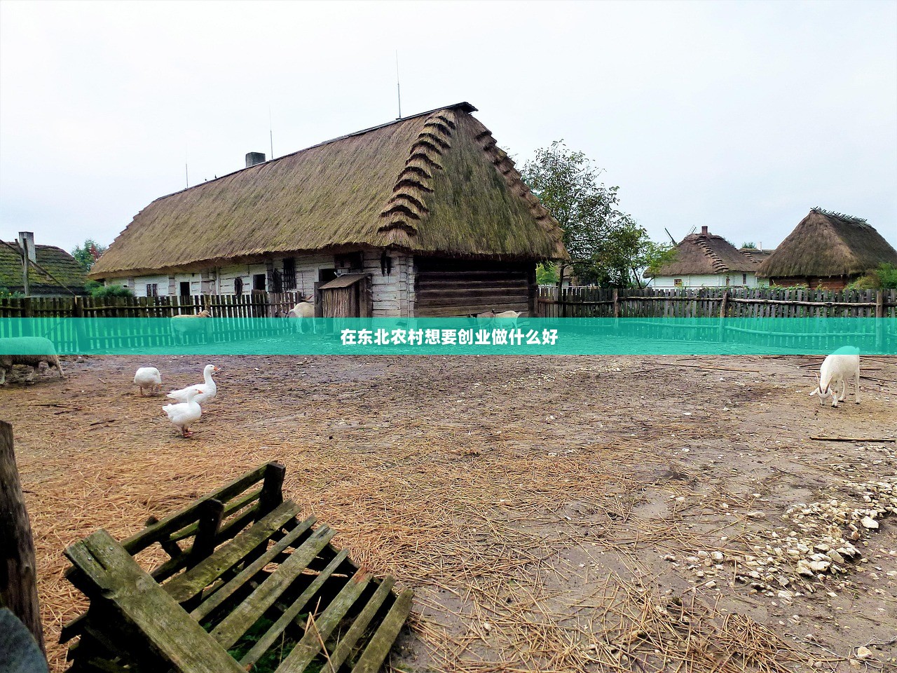 在东北农村想要创业做什么好