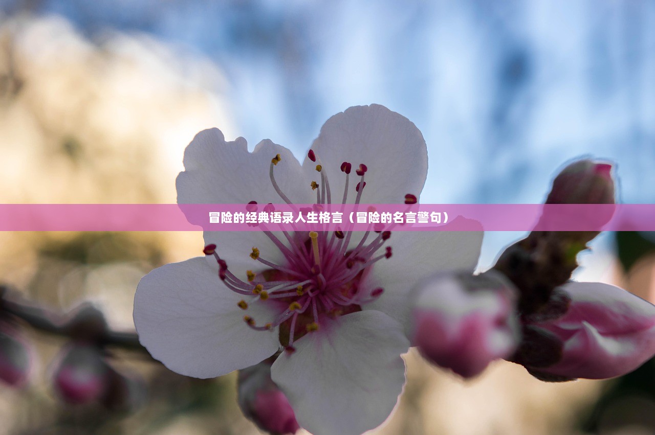 冒险的经典语录人生格言（冒险的名言警句）