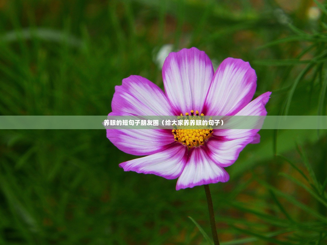养眼的短句子朋友圈（给大家养养眼的句子）
