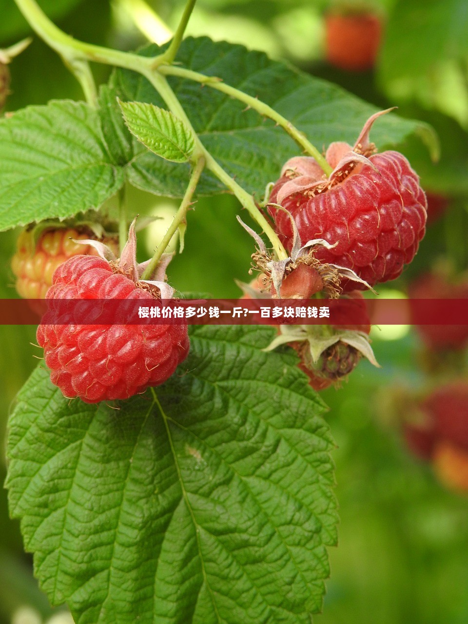 樱桃价格多少钱一斤?一百多块赔钱卖