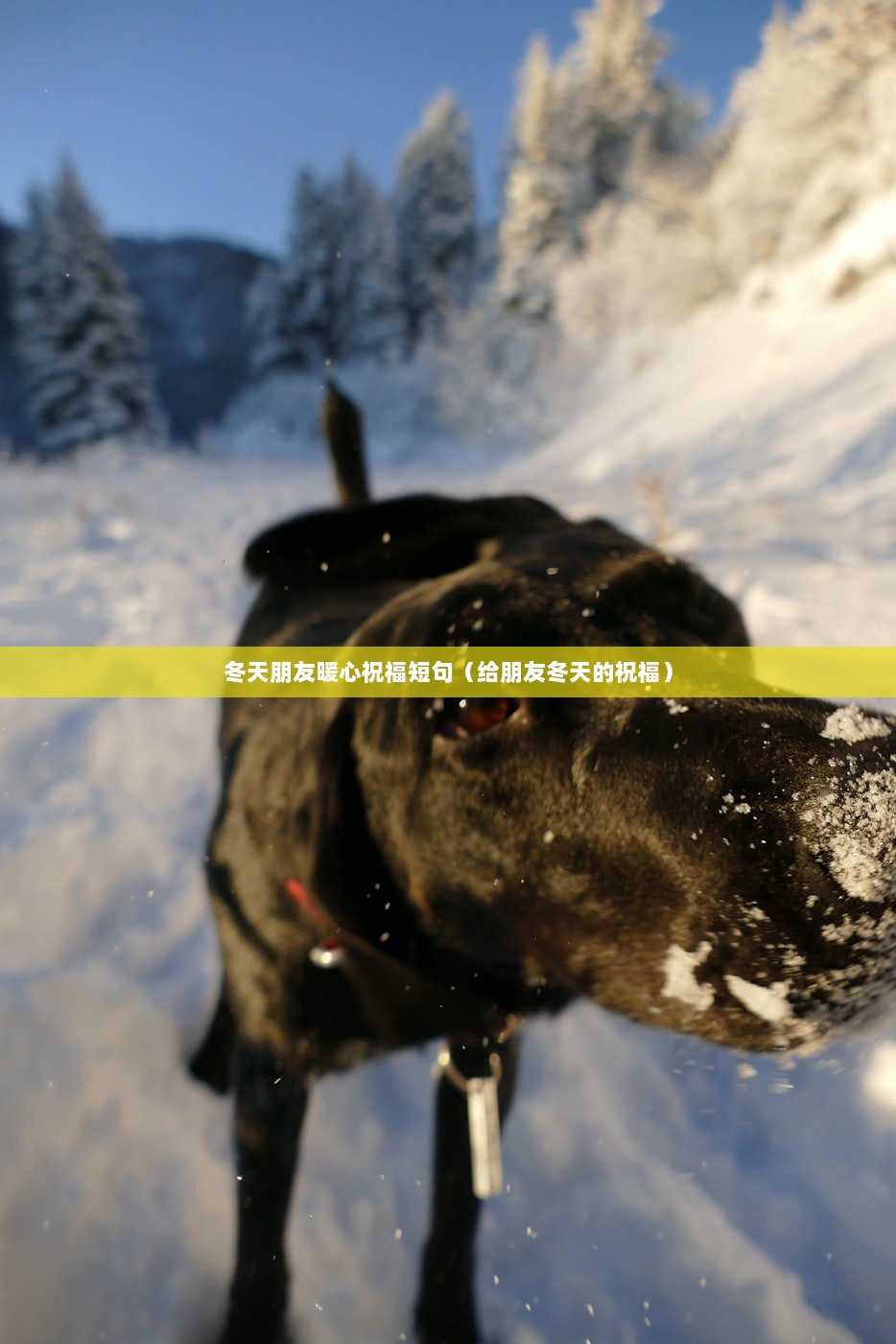 冬天朋友暖心祝福短句（给朋友冬天的祝福）