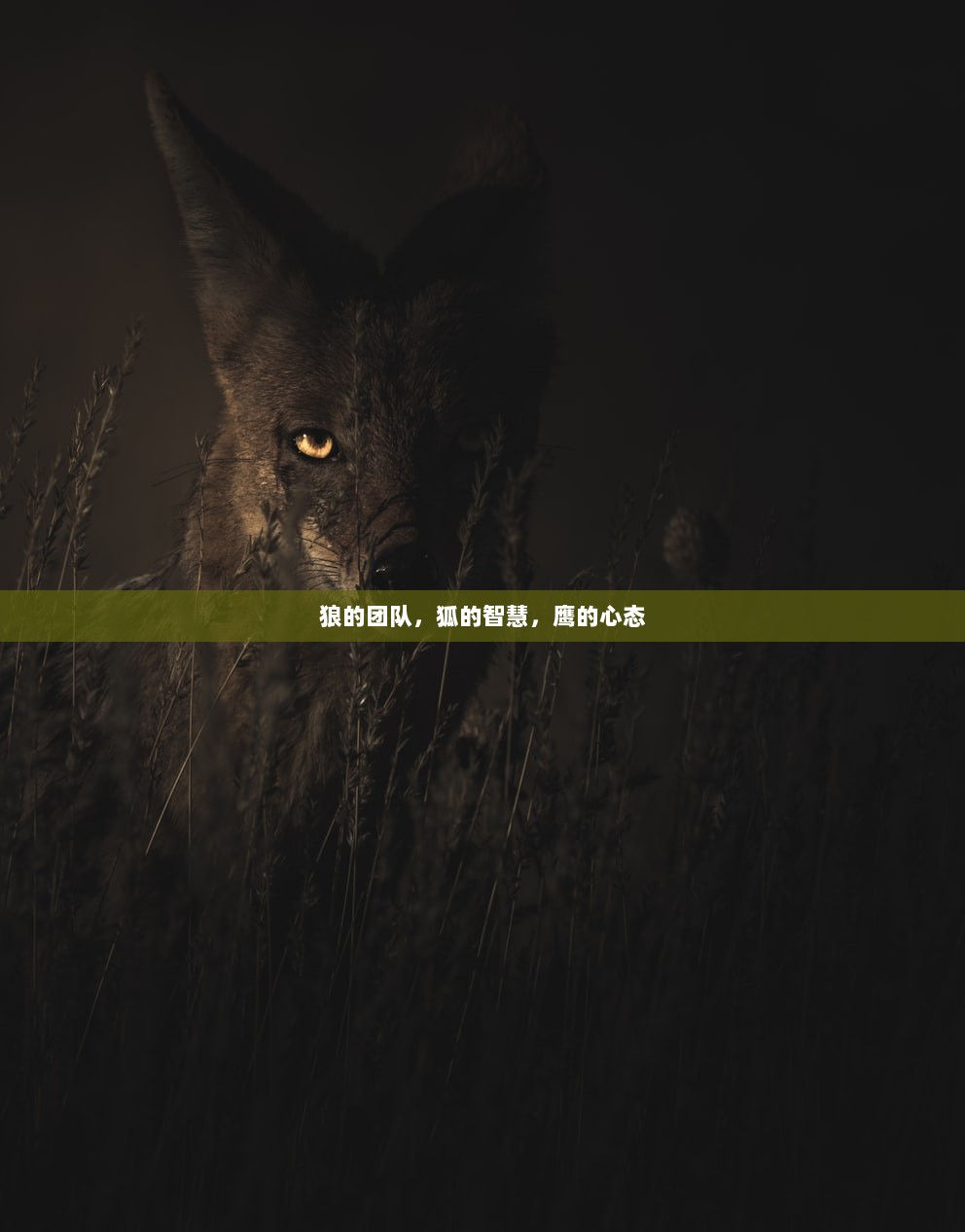 狼的团队，狐的智慧，鹰的心态