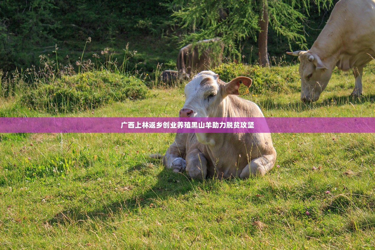 广西上林返乡创业养殖黑山羊助力脱贫攻坚  第1张