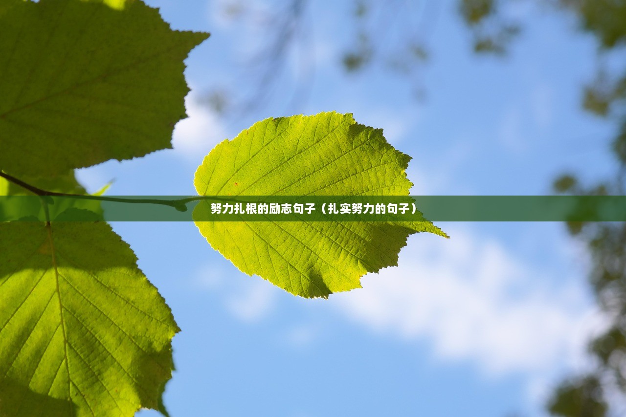 努力扎根的励志句子（扎实努力的句子）