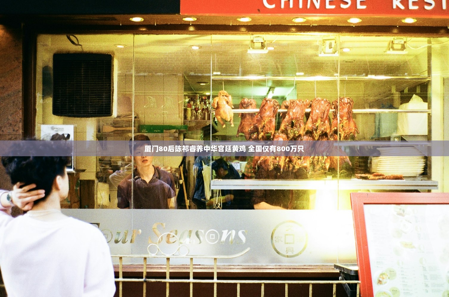 厦门80后陈祁睿养中华宫廷黄鸡 全国仅有800万只