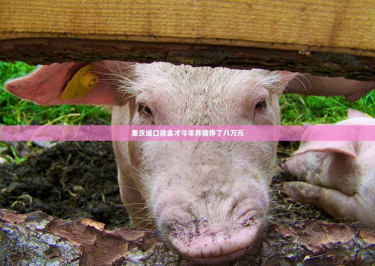 重庆城口徐金才今年养猪挣了八万元