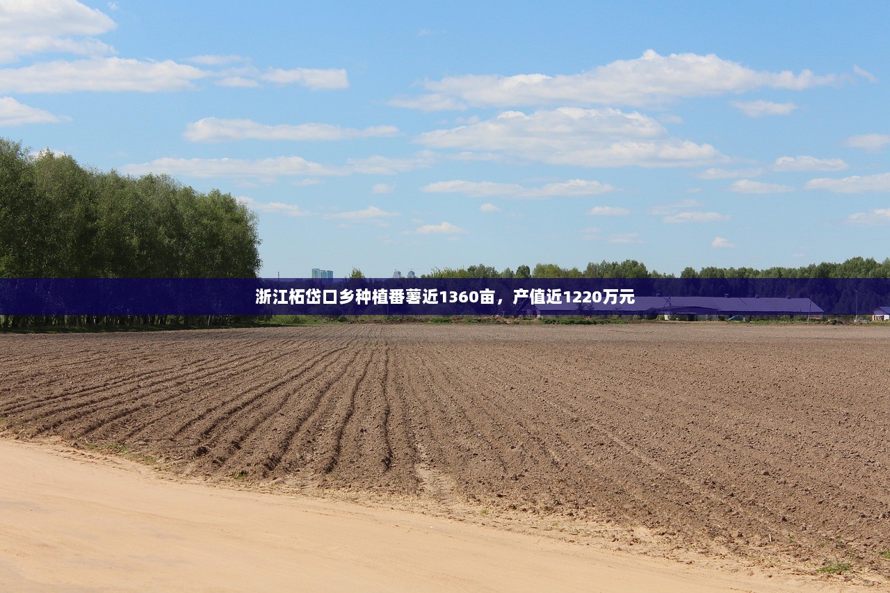 浙江柘岱口乡种植番薯近1360亩，产值近1220万元