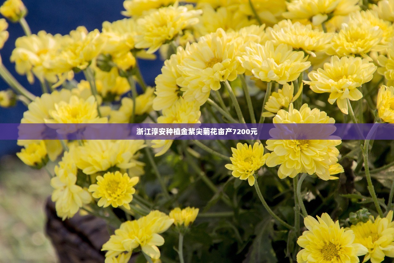 浙江淳安种植金紫尖菊花亩产7200元