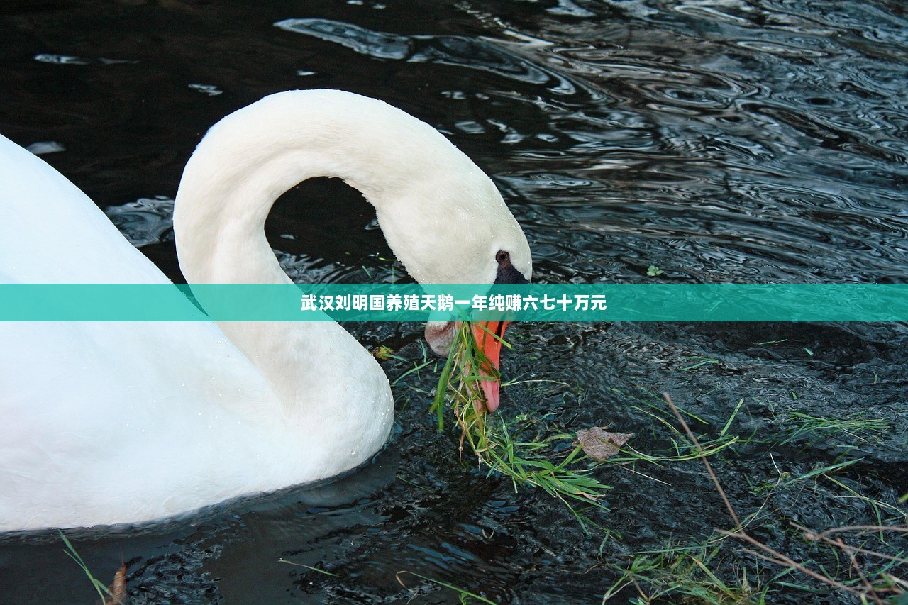 武汉刘明国养殖天鹅一年纯赚六七十万元