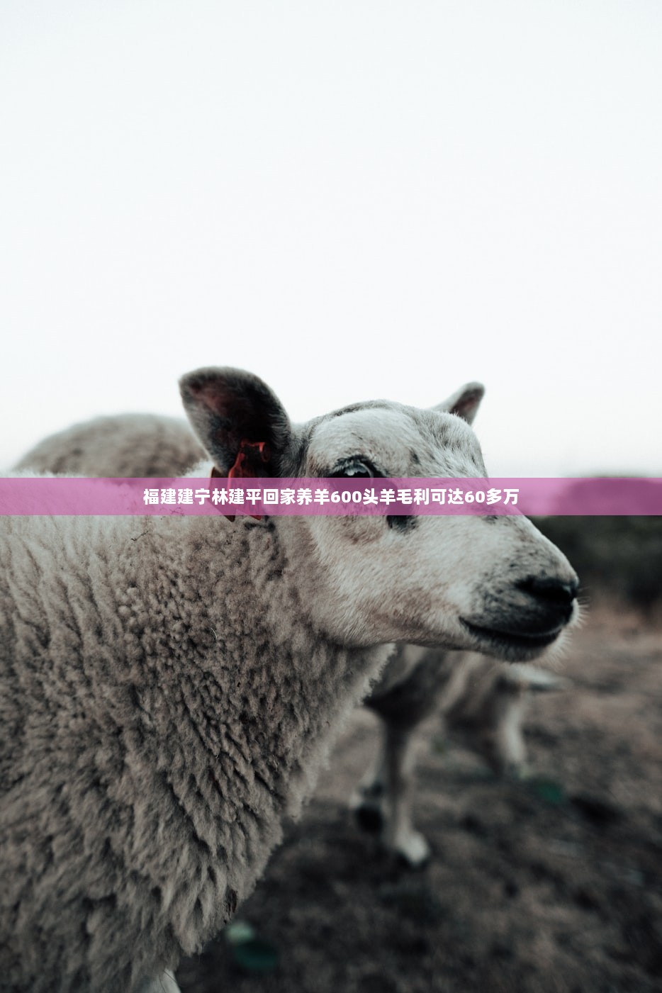 福建建宁林建平回家养羊600头羊毛利可达60多万  第1张