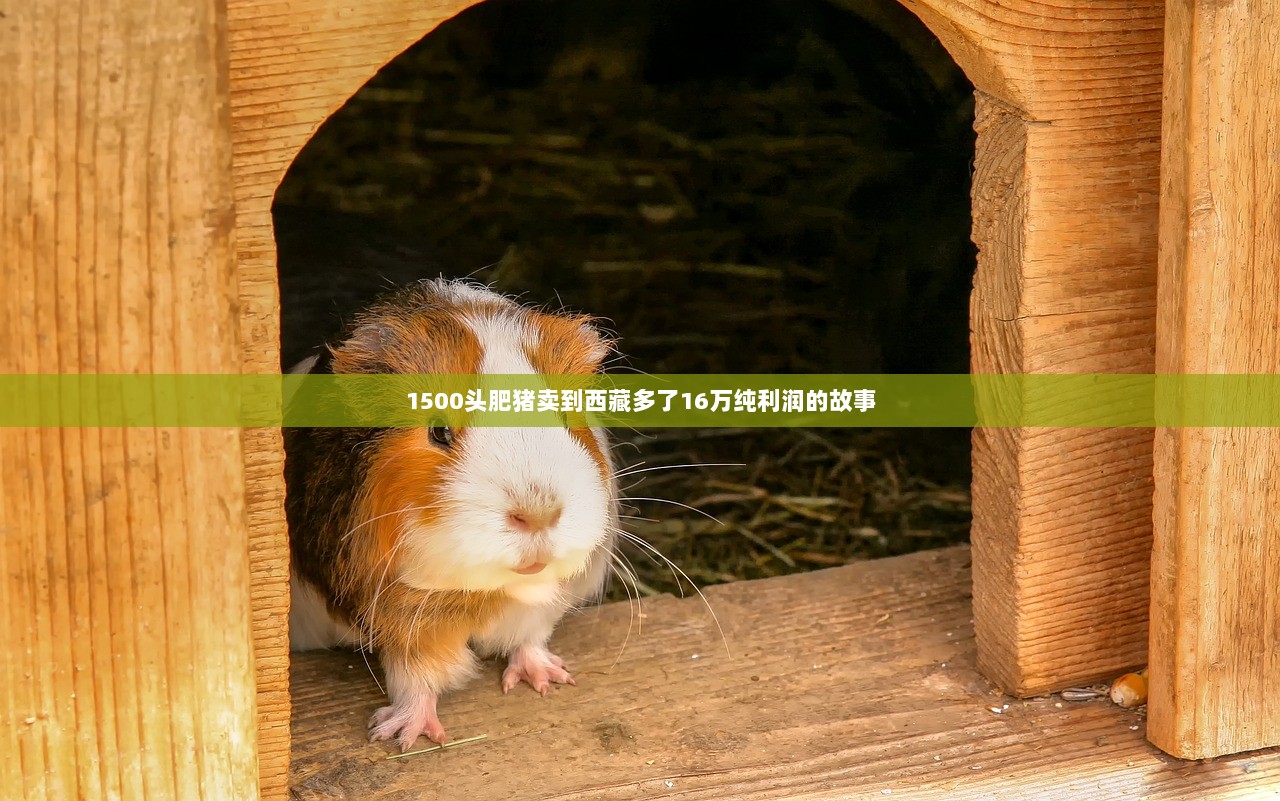 1500头肥猪卖到西藏多了16万纯利润的故事