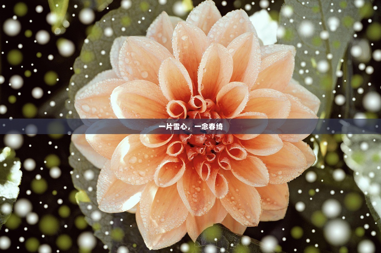 一片雪心，一念春绮