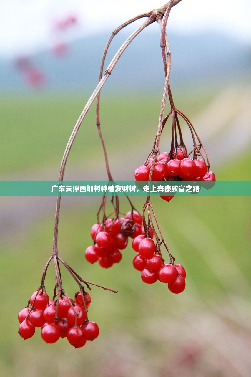广东云浮西圳村种植发财树，走上奔康致富之路