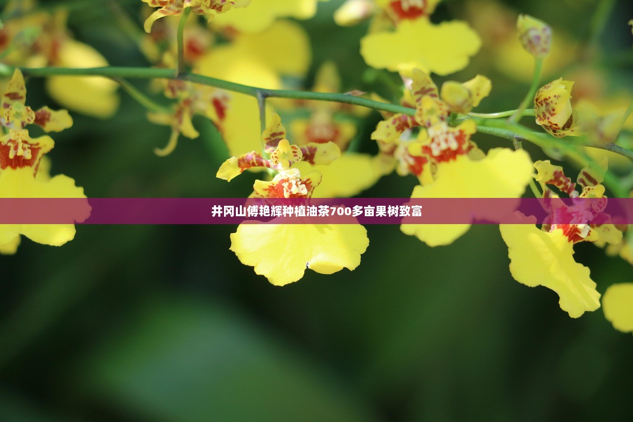 井冈山傅艳辉种植油茶700多亩果树致富