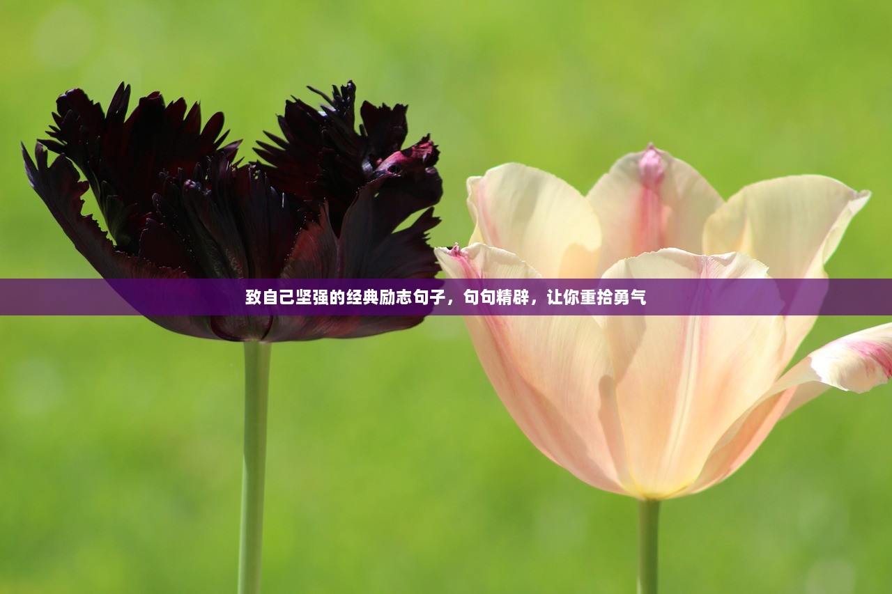 致自己坚强的经典励志句子，句句精辟，让你重拾勇气