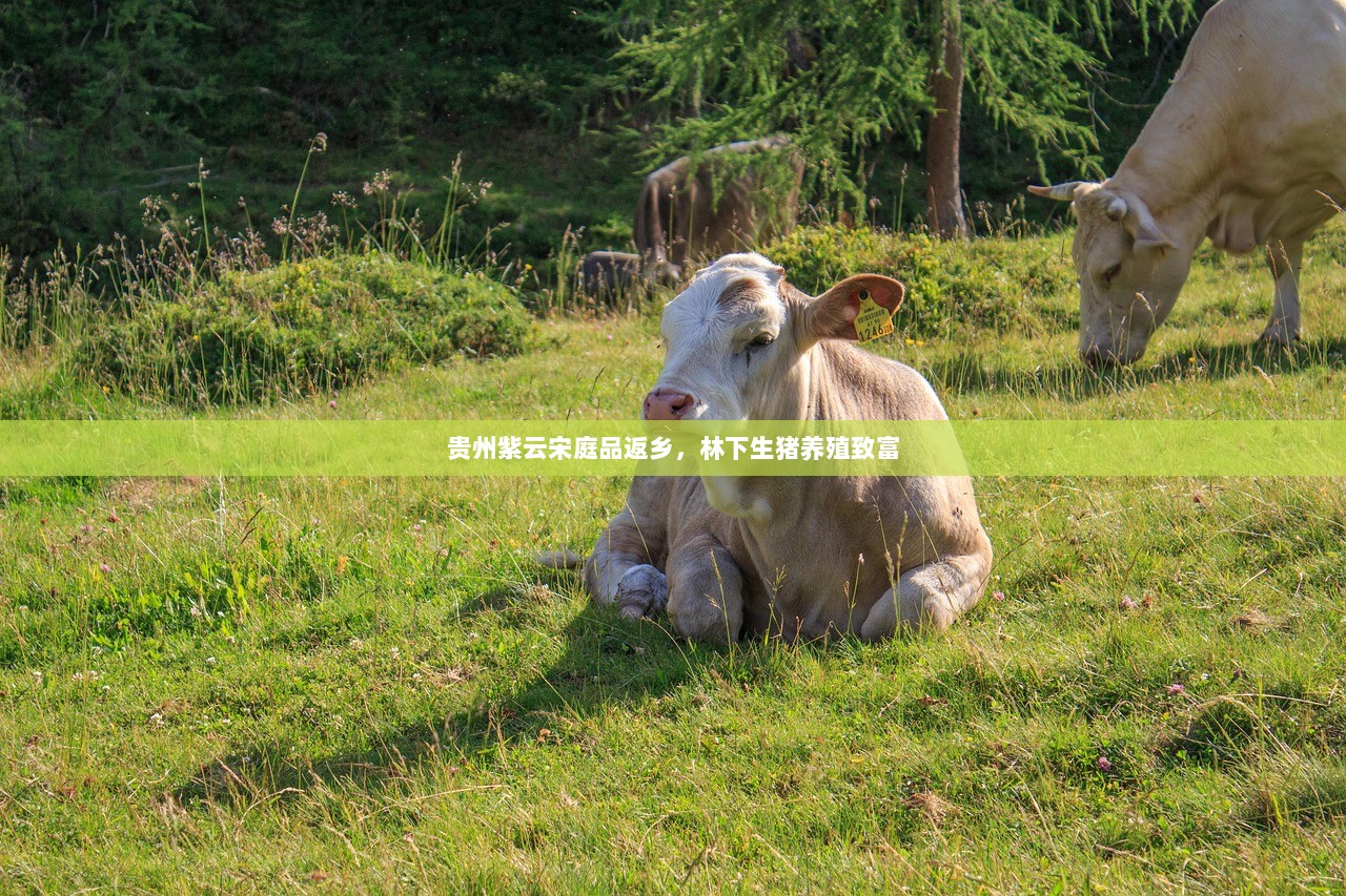 贵州紫云宋庭品返乡，林下生猪养殖致富