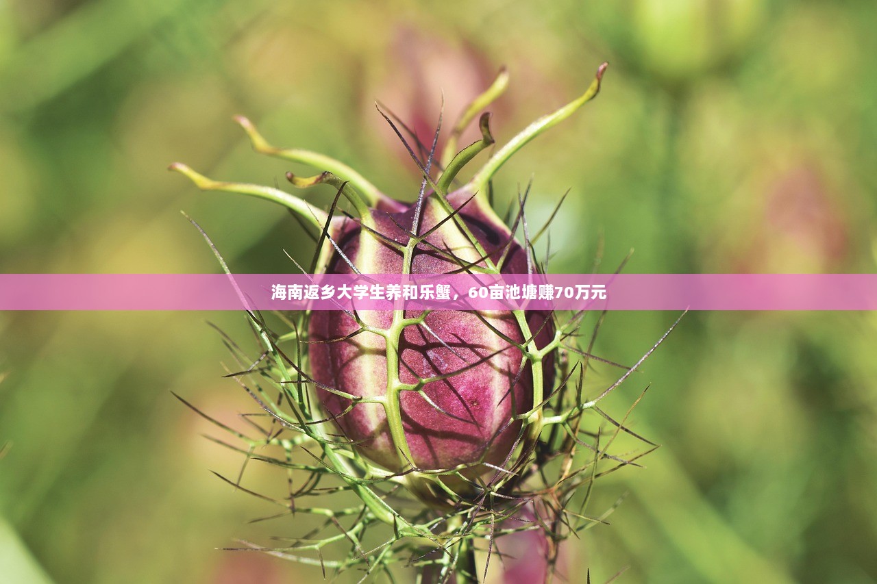 海南返乡大学生养和乐蟹，60亩池塘赚70万元