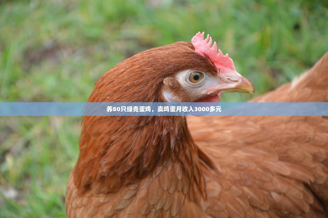 养80只绿壳蛋鸡，卖鸡蛋月收入3000多元