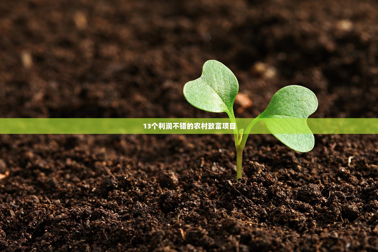 13个利润不错的农村致富项目