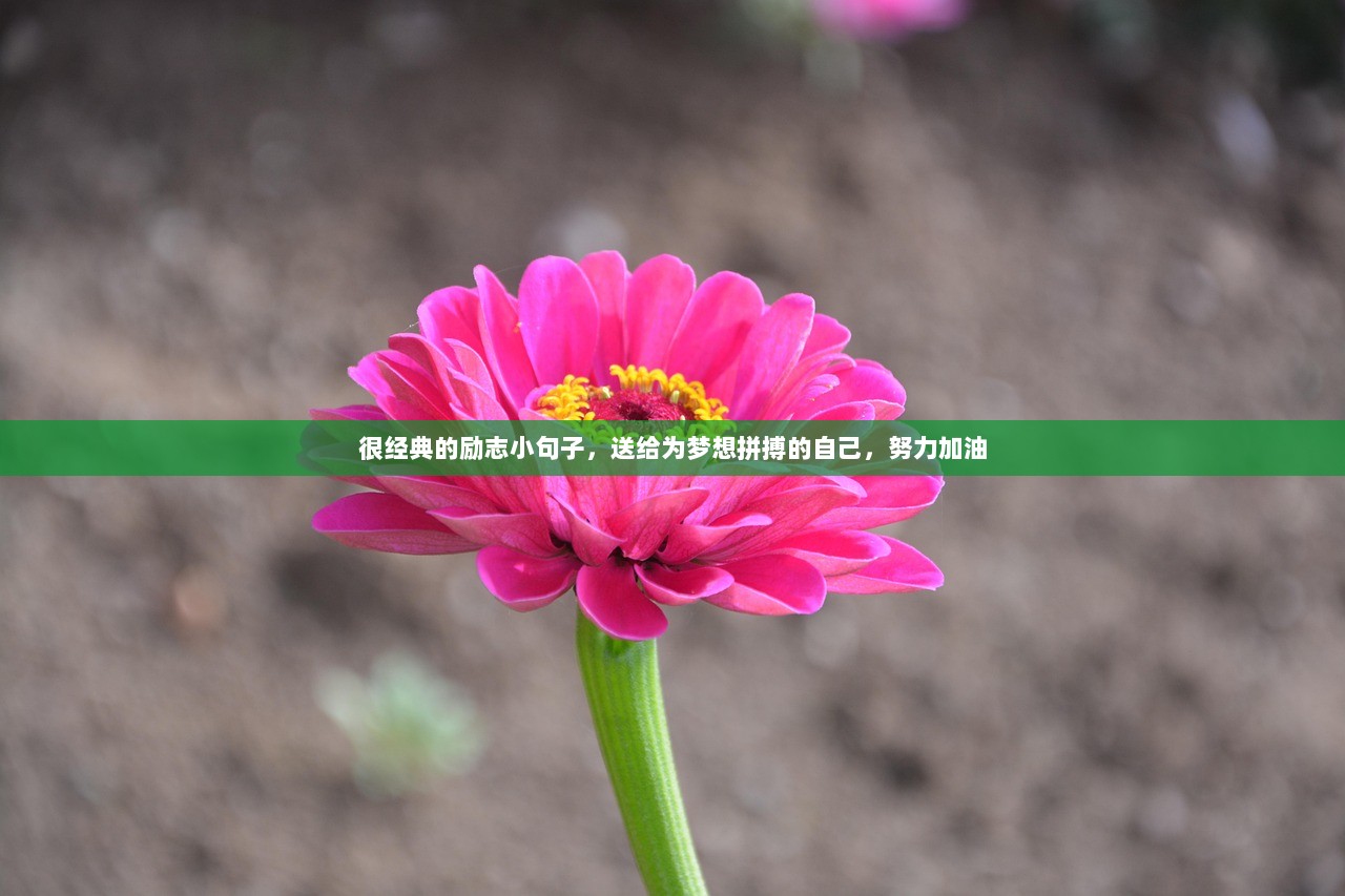 很经典的励志小句子，送给为梦想拼搏的自己，努力加油  第1张