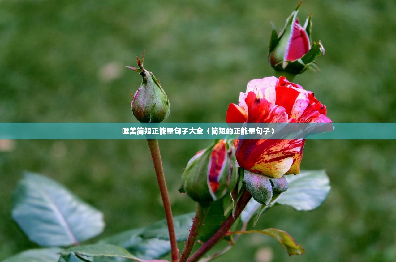 唯美简短正能量句子大全（简短的正能量句子）