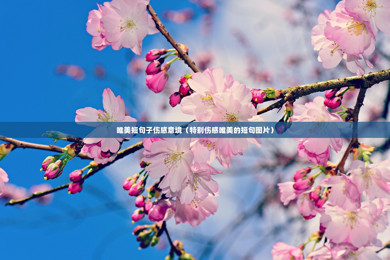 唯美短句子伤感意境（特别伤感唯美的短句图片）