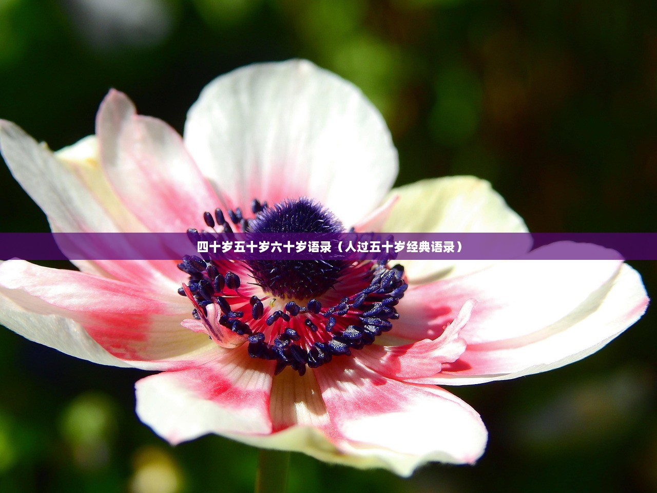 四十岁五十岁六十岁语录（人过五十岁经典语录）