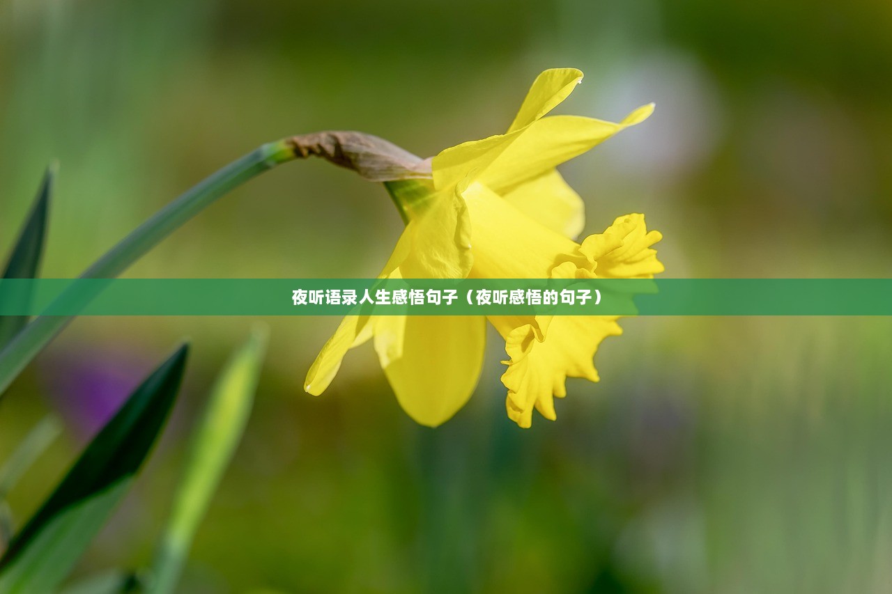 夜听语录人生感悟句子（夜听感悟的句子）