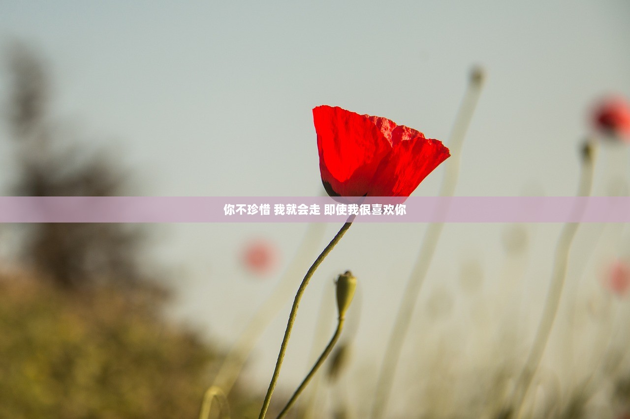 你不珍惜 我就会走 即使我很喜欢你