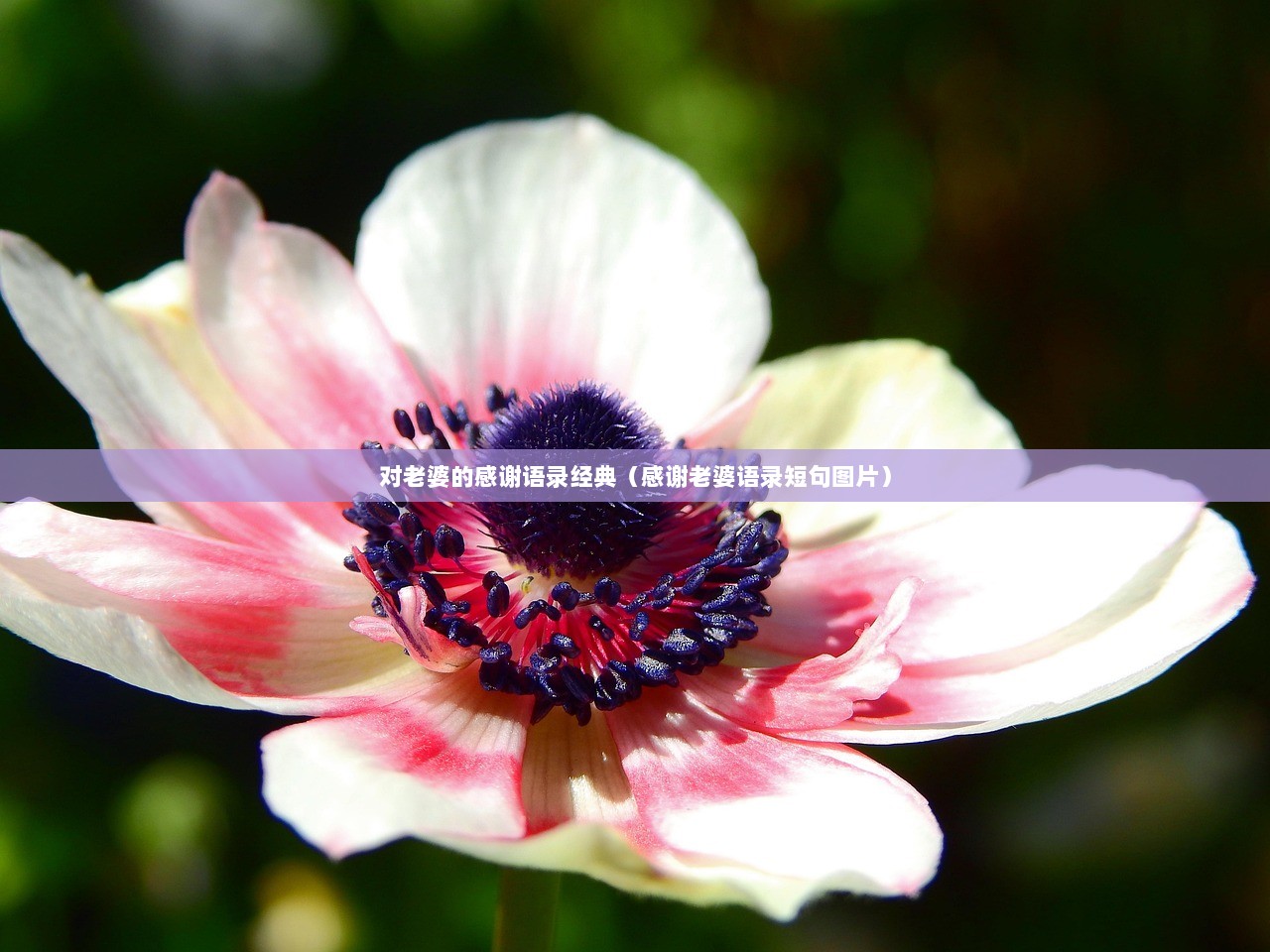 对老婆的感谢语录经典（感谢老婆语录短句图片）