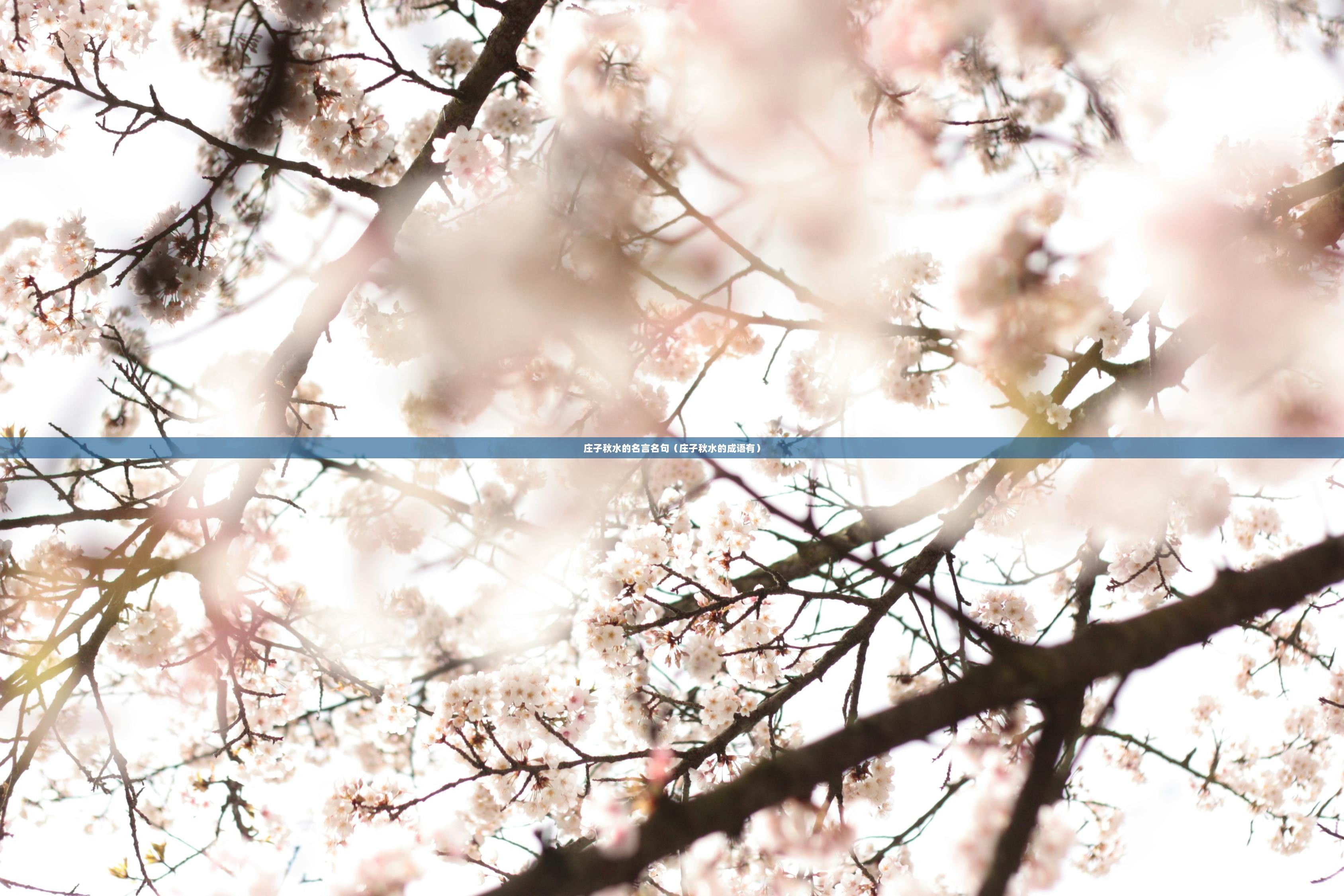 庄子秋水的名言名句（庄子秋水的成语有）