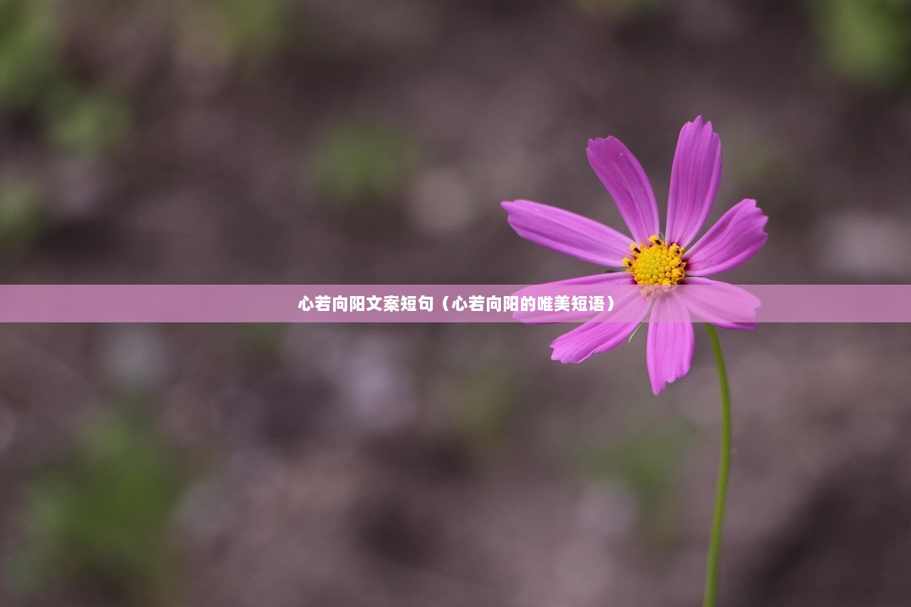 心若向阳文案短句（心若向阳的唯美短语）