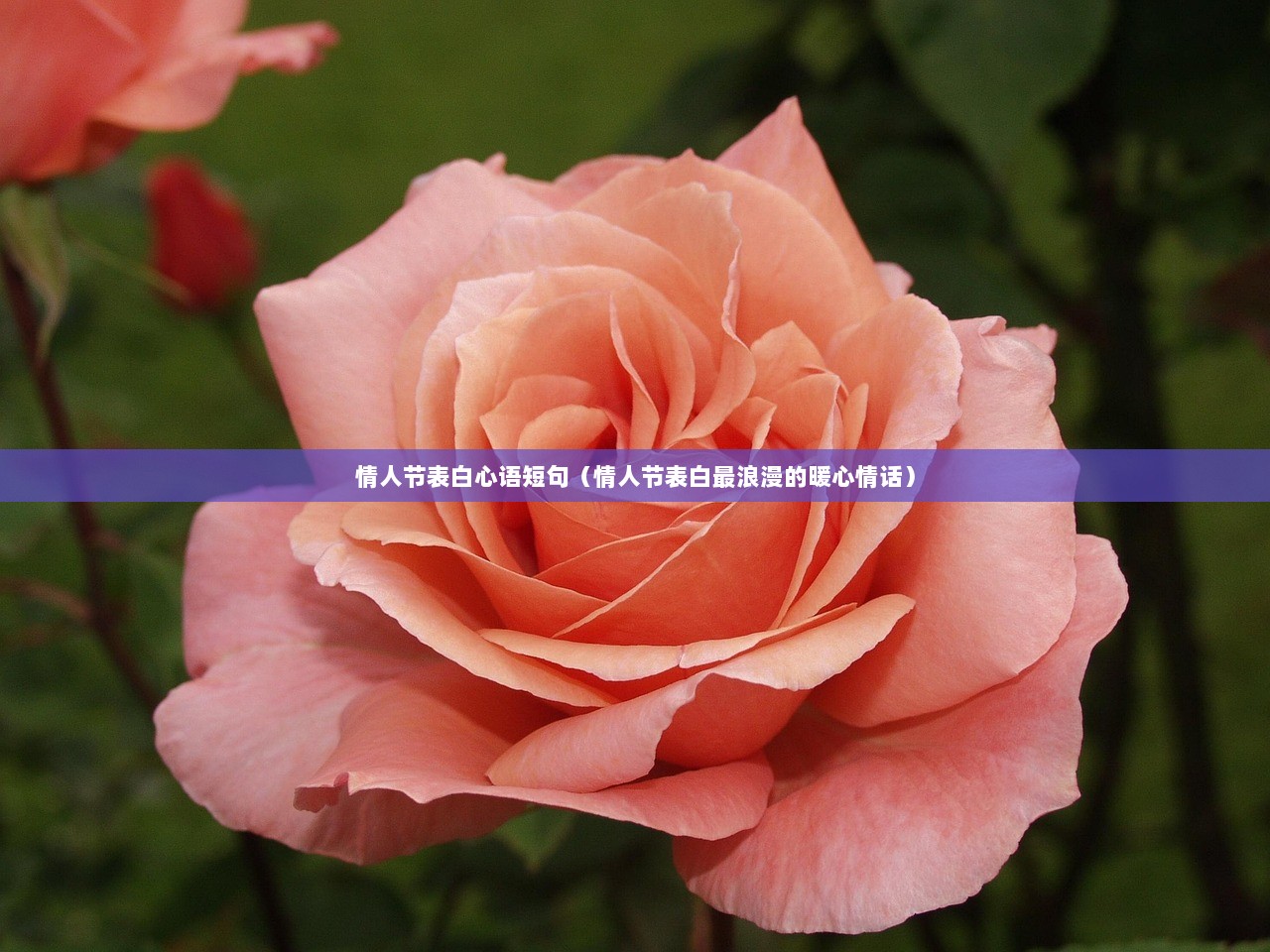 情人节表白心语短句（情人节表白最浪漫的暖心情话）
