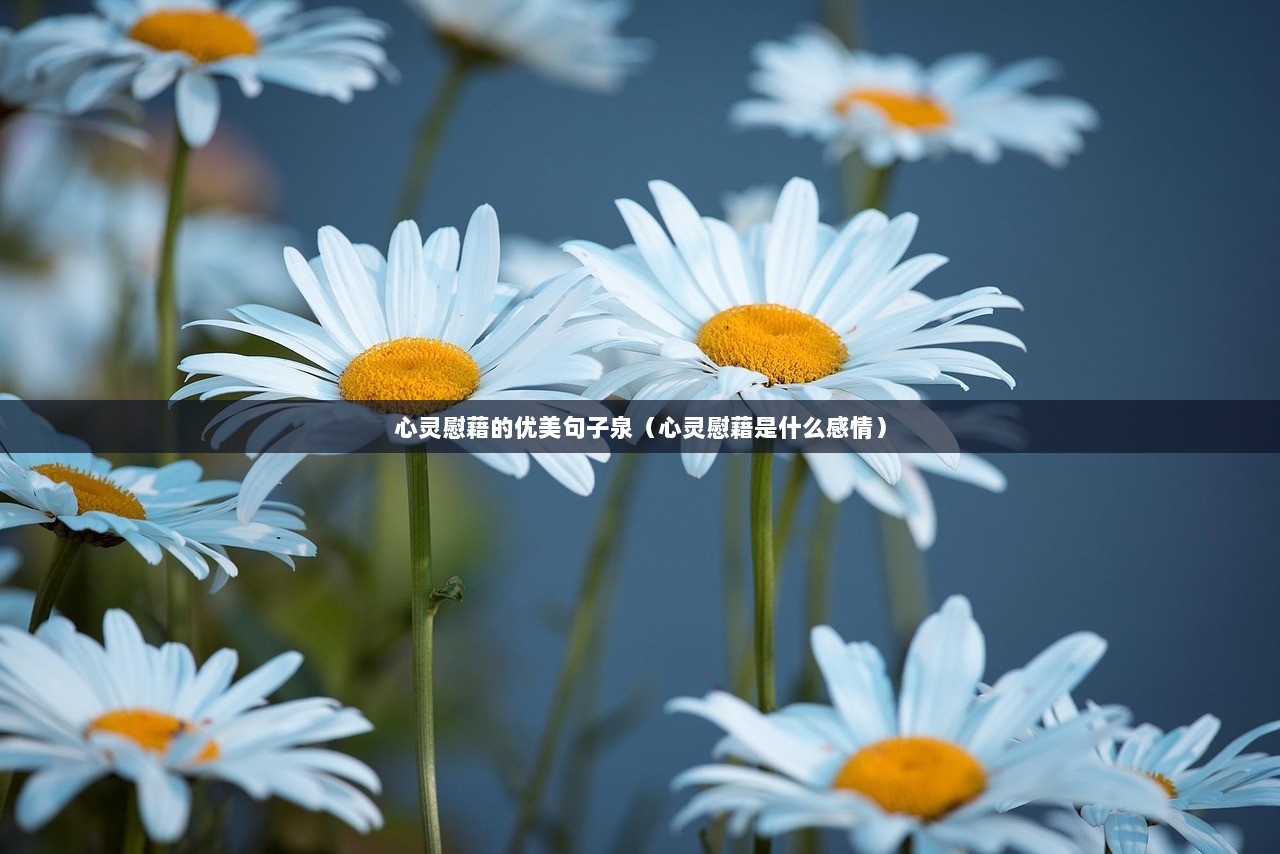 心灵慰藉的优美句子泉（心灵慰藉是什么感情）