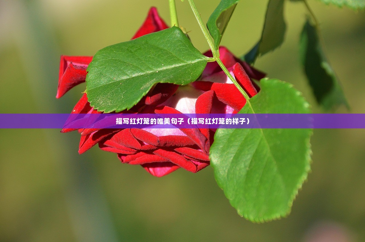 描写红灯笼的唯美句子（描写红灯笼的样子）  第1张
