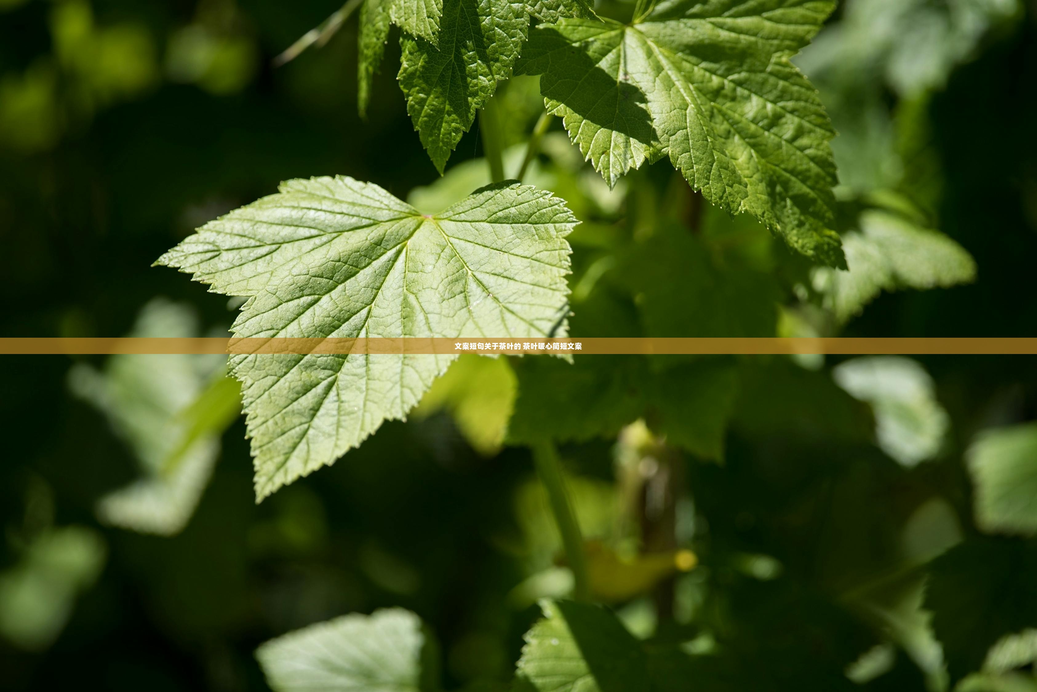 文案短句关于茶叶的 茶叶暖心简短文案