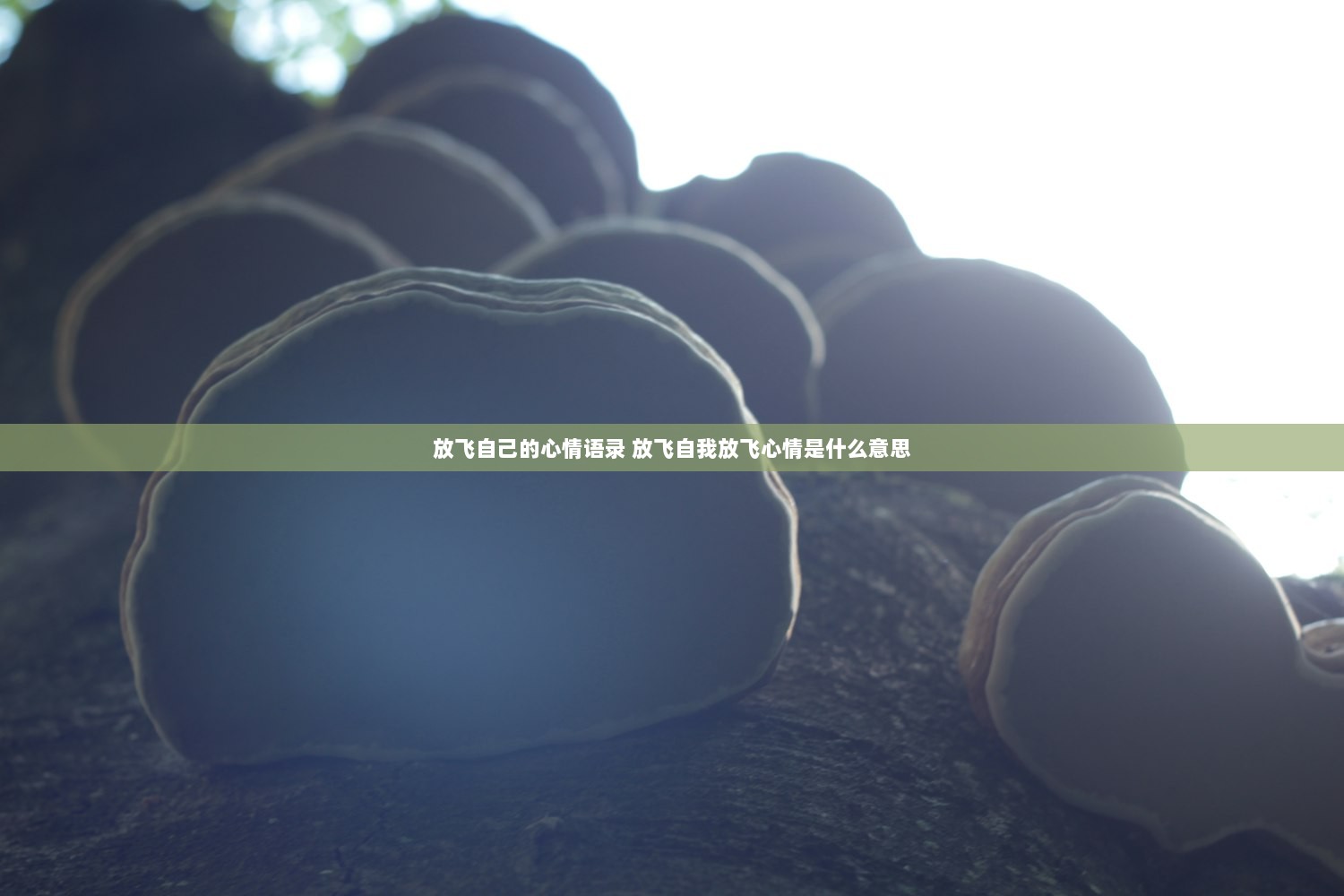 放飞自己的心情语录 放飞自我放飞心情是什么意思