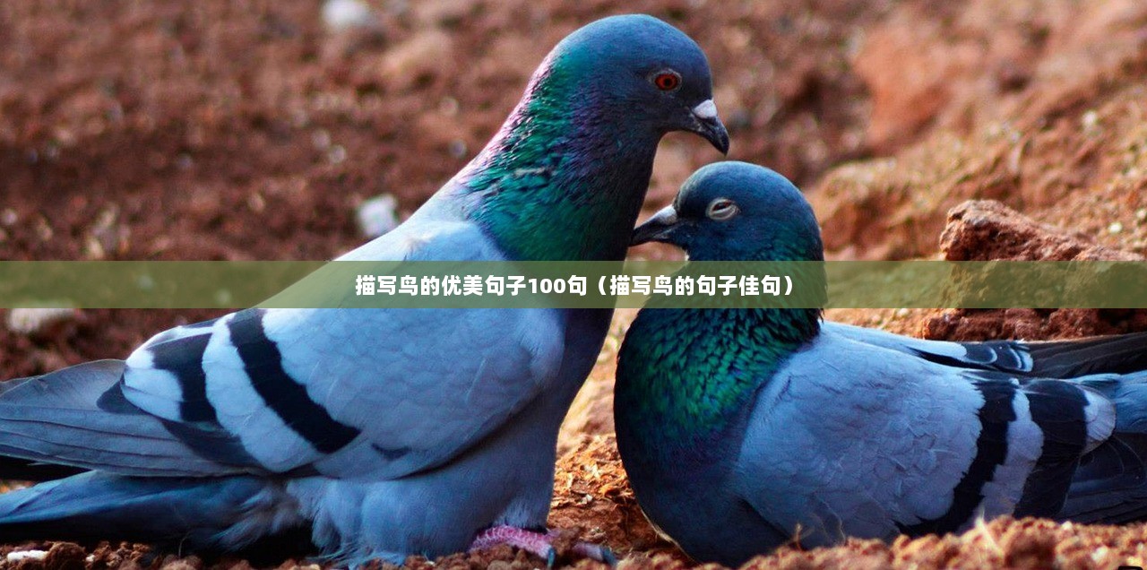描写鸟的优美句子100句（描写鸟的句子佳句）